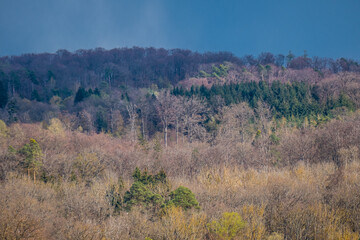 Waldflächen nach Wiederaufforstung im Mischwald