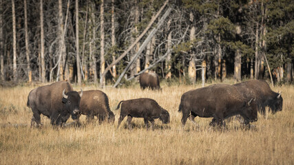Naklejka na ściany i meble buffalo in Yellowstone national park