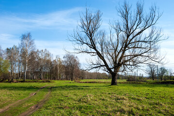 Obraz premium Spring landscape. Green grass, the road going into the distance and the blue sky.