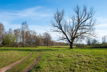Obraz premium Spring landscape. Green grass, the road going into the distance and the blue sky.