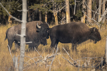 american bison in Yellowstone national park