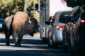buffalo on the road