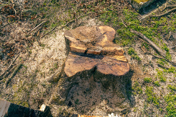 A maple tree stump, freshly cut, from which maple sap still flows.