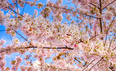 Branches full of cherry blossoms and a blue sky