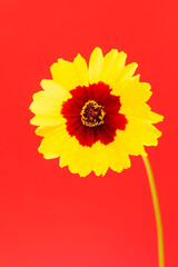 Single yellow-red flower