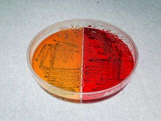 water drops on the inner side of the cover of laboratory plate
