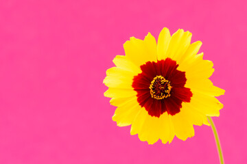 Single yellow-red flower