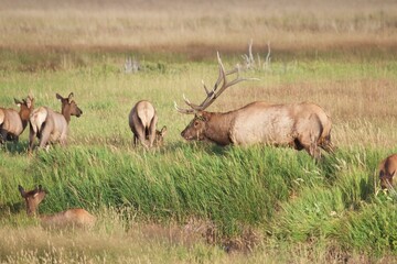 Naklejka na ściany i meble Bull Elk with harem Grass in antlers Elk rut