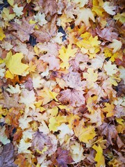autumn leaves background