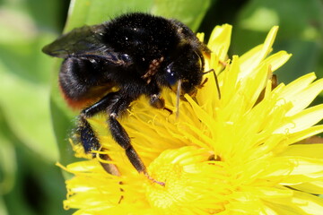 bourdon butinant une fleur de pissenlit