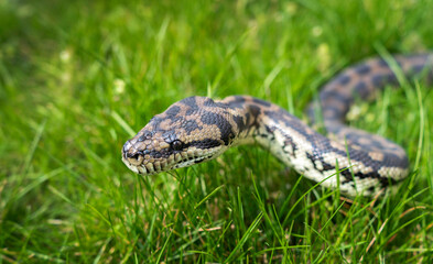 beautiful snake in the grass