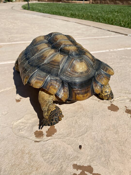 Desert Tortoise With Beautiful Shell Walking