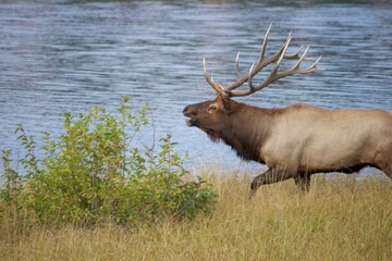 Bull elk bellows near lake