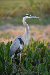 Fototapeta premium Blue Heron - Florida wildlife
