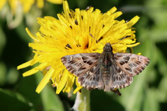 Fototapeta papillon héspérie grisette