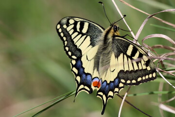 papillon machaon grand porte queue