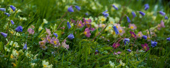Fototapeta premium Close up of colourful wild flowers growing in the grass along Addison's Walk on the banks of Holywell Mill Stream, Magdalen Meadow, Oxford UK. Flowers include primroses and geranium. 