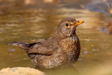 merle noire femelle prenant son bain