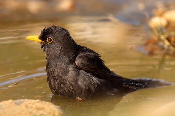 merle noir prenant un bain