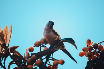 bird on tree medlar