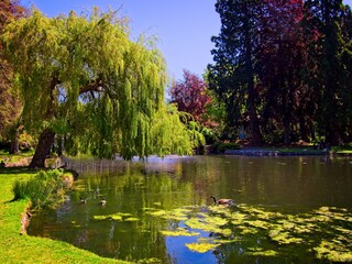 Lake in sunny summer weather in Beacon Hill park, Victoria BC
