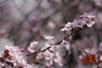 tree blossom