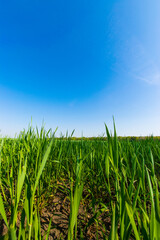 Obraz premium field of corn