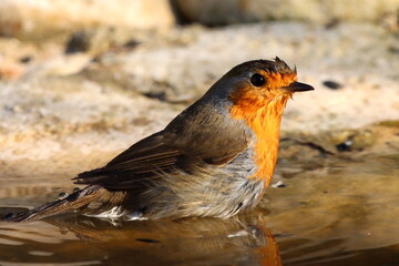 rouge gorge prenant un bain le soir