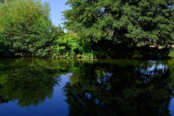 Fototapeta na wymiar Beautiful lakeside landscape with mallard duck family swimming.