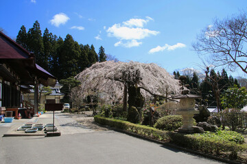 Fototapeta na wymiar 大乗寺の桜（福島県・田村市）