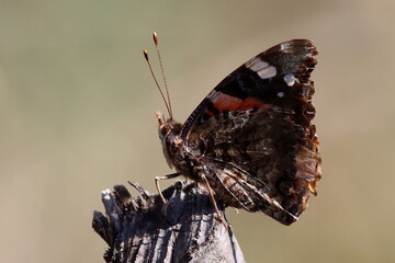 papillon vulcain ailes fermées