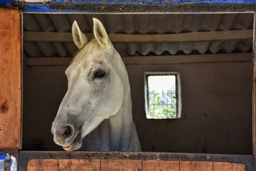 close-up portrait of a white chestnut horse standing at the horse farm looking looking out the...