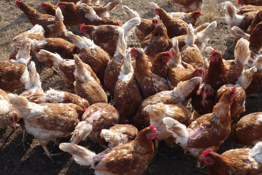Loman Brown chickens in a livestock
