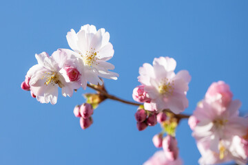 Beautiful pink cherry blossom (Sakura) flower at full bloom