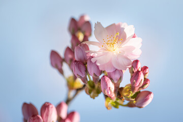 Beautiful pink cherry blossom (Sakura) flower at full bloom