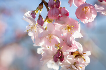 Beautiful pink cherry blossom (Sakura) flower at full bloom