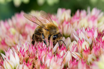 Closeup of Honey bee on Sedum flower. Concept of insect and wildlife conservation, habitat preservation, and backyard flower garden