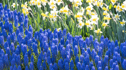 blue and yellow flowers in spring