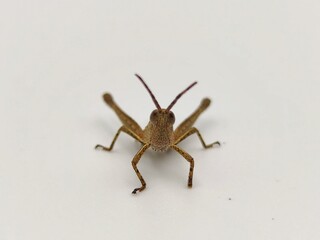 grasshopper on a white background