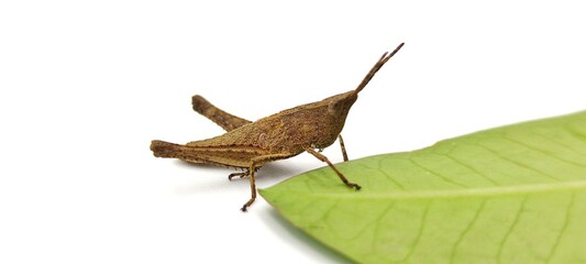 Close up of a grasshopper in Thailand