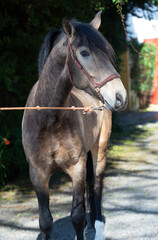 Obraz premium portrait of buckskin young Andalusian stallion posing against wall with greens. Andalusia, Spain. sunny day