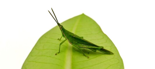 Close up of a grasshopper in Thailand