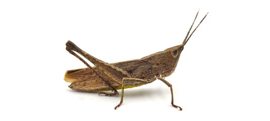 Close up of a grasshopper in Thailand