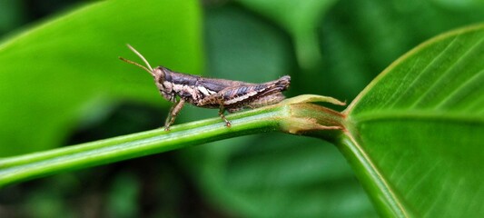 Close up of a grasshopper in Thailand