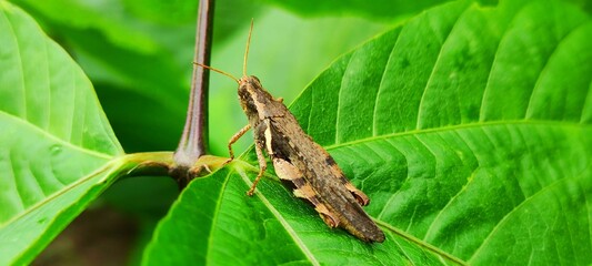 Close up of a grasshopper in Thailand