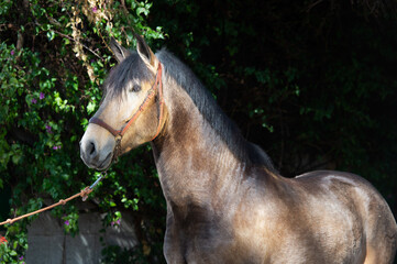 portrait of buckskin  young Andalusian stallion posing against wall with greens. Andalusia, Spain.  sunny day