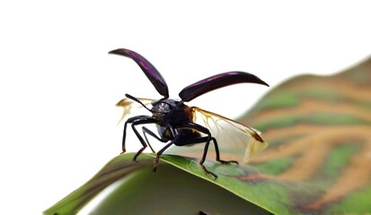 The purple beetle is on a separate leaf on a white background.