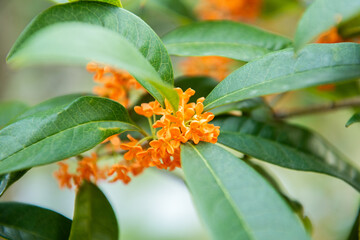 Beautiful orange osmanthus fragrans bloom in the autumn