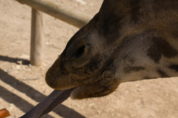 Fototapeta premium portrait of a giraffe in the field