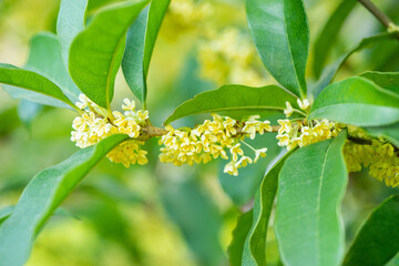 Fototapeta premium Sweet-Scented yellow osmanthus fragrans bloom in autumn